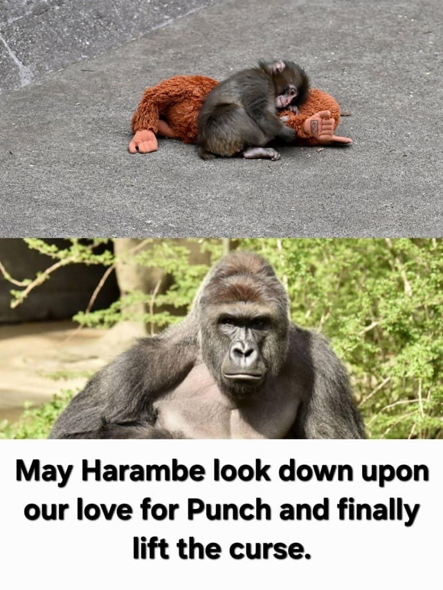 May Harambe look down upon our love for Punch and finally lift the curse.