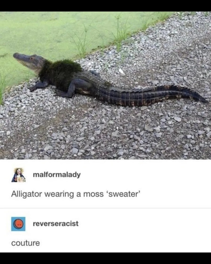 Alligator wearing a moss 'sweater'
couture