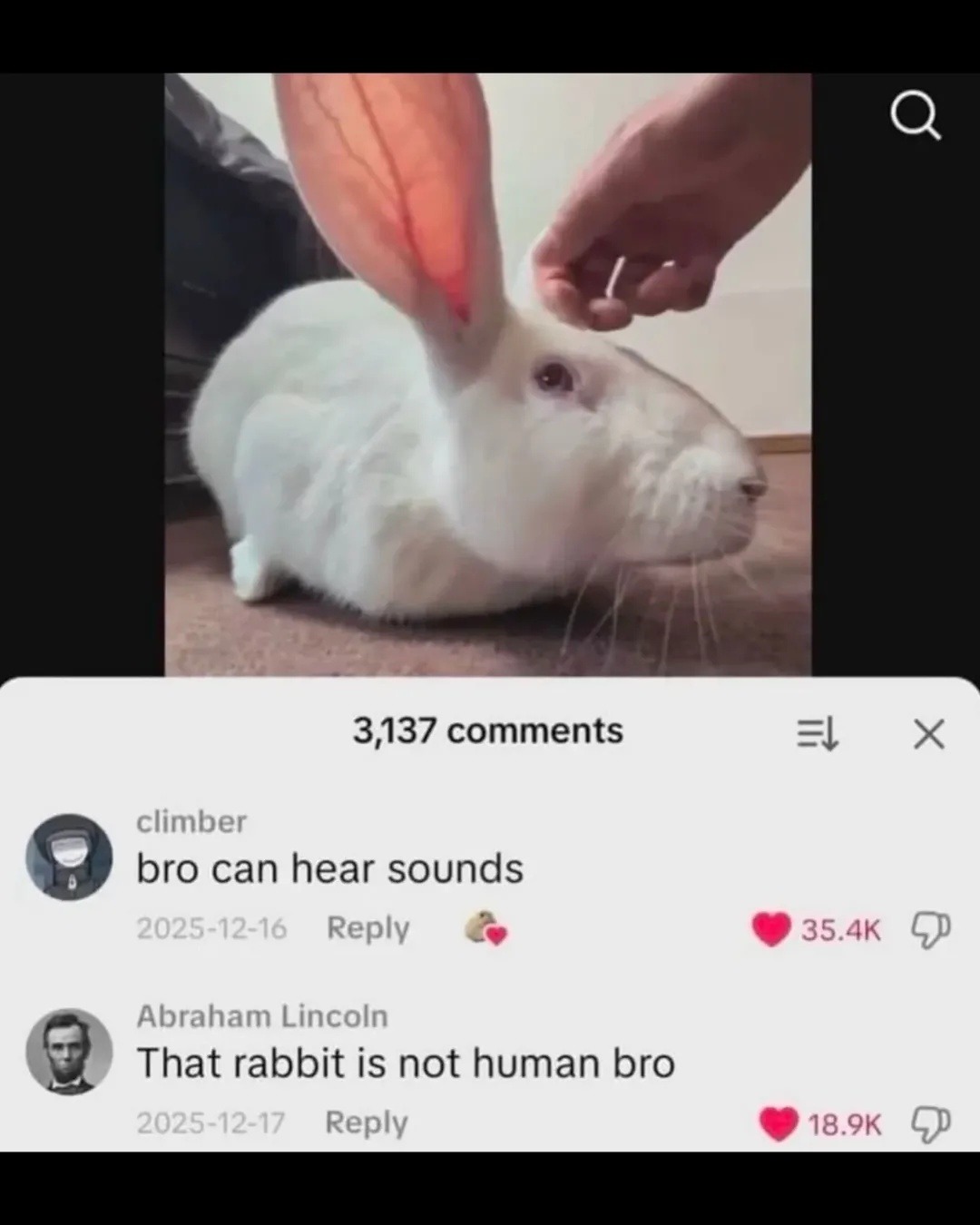 bro can hear sounds
That rabbit is not human bro