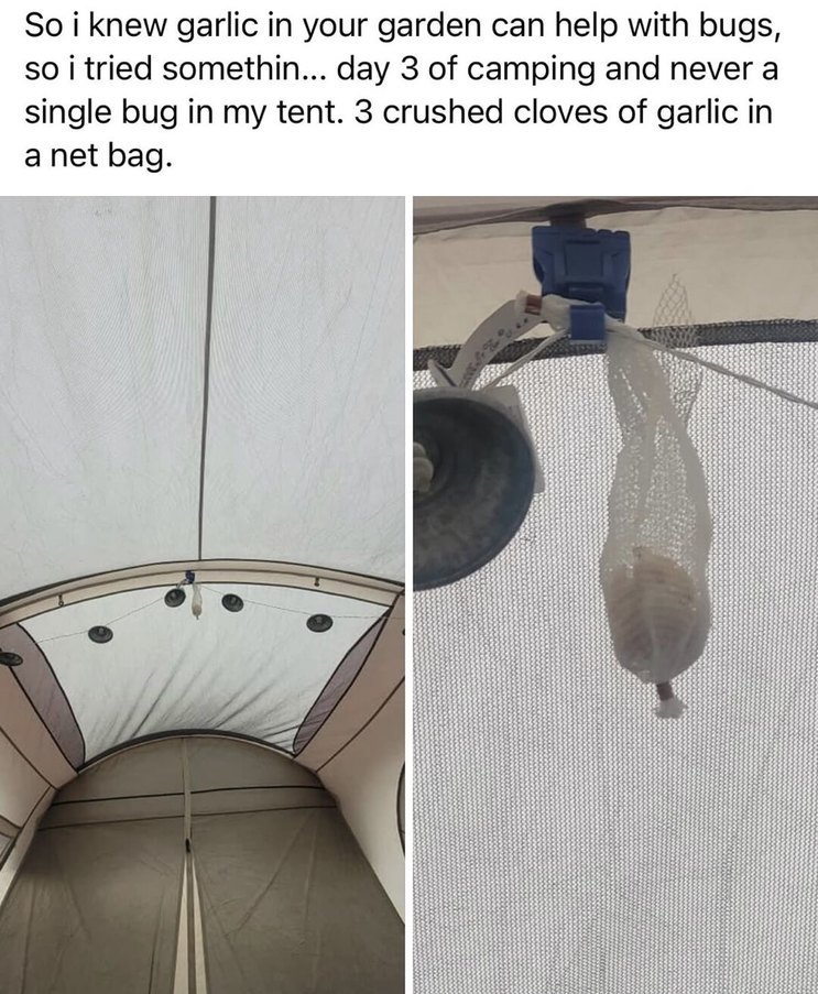 So i knew garlic in your garden can help with bugs, so i tried something... day 3 of camping and never a single bug in my tent. 3 crushed cloves of garlic in a net bag.