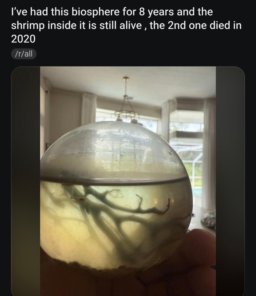 I’ve had this biosphere for 8 years and the shrimp inside it is still alive, the 2nd one died in 2020 /r/all