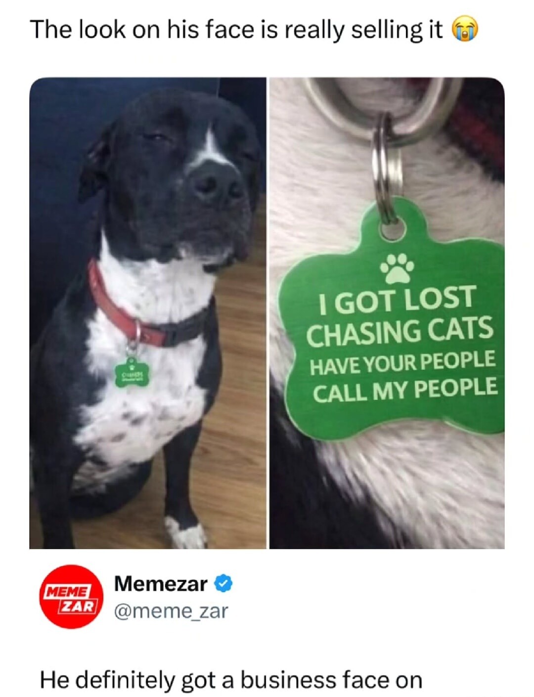 The look on his face is really selling it 😭  I GOT LOST CHASING CATS HAVE YOUR PEOPLE CALL MY PEOPLE