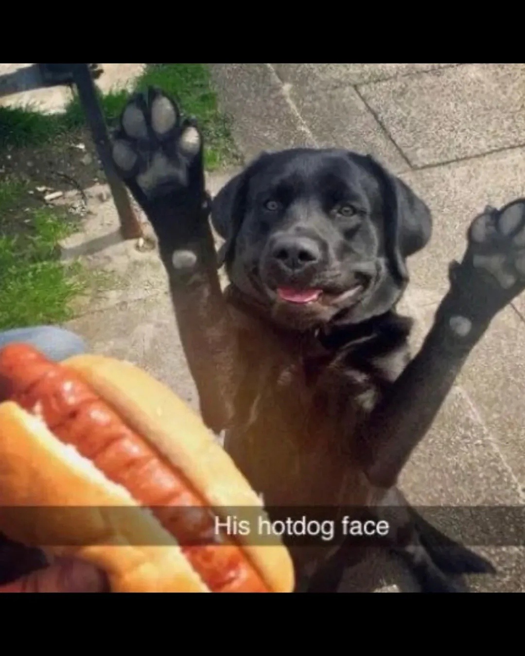 His hotdog face