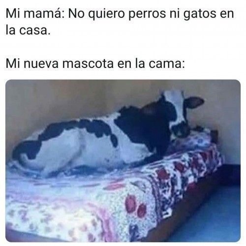 Mi mamá: No quiero perros ni gatos en la casa.
Mi nueva mascota en la cama: