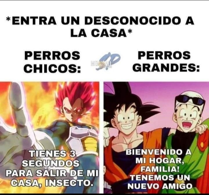 *ENTRA UN DESCONOCIDO A LA CASA*
PERROS CHICOS:
TIENES 3 SEGUNDOS PARA SALIR DE MI CASA, INSECTO.
PERROS GRANDES:
BIENVENIDO A MI HOGAR, FAMILIA! TENEMOS UN NUEVO AMIGO