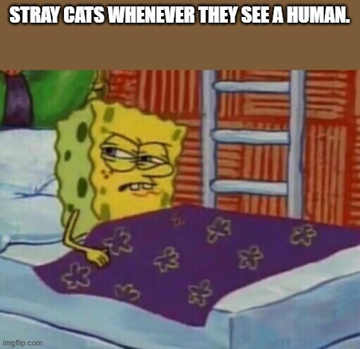 STRAY CATS WHENEVER THEY SEE A HUMAN.
