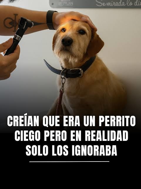 CREÍAN QUE ERA UN PERRITO CIEGO PERO EN REALIDAD SOLO LOS IGNORABA