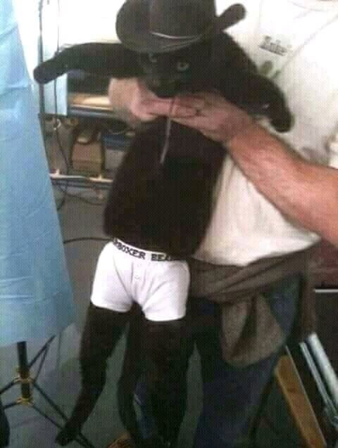 A person is holding a black animal (likely a cat) wearing white boxer shorts.