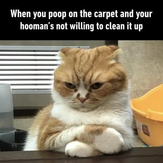 When you poop on the carpet and your hooman's not willing to clean it up