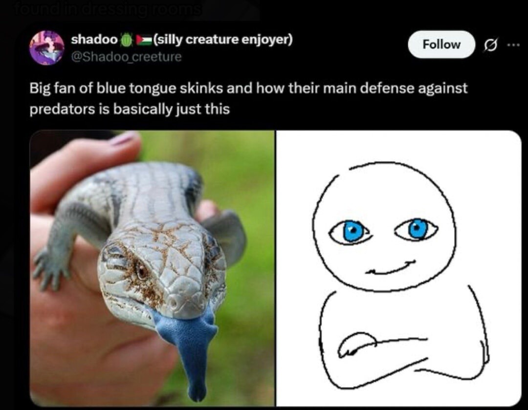 Big fan of blue tongue skinks and how their main defense against predators is basically just this