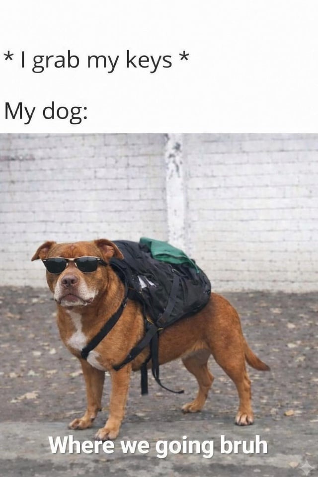 * I grab my keys *
My dog: