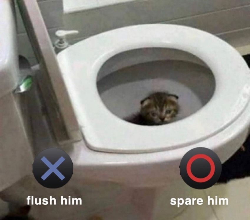 A kitten is sitting in a toilet bowl with two options: flush him or spare him.