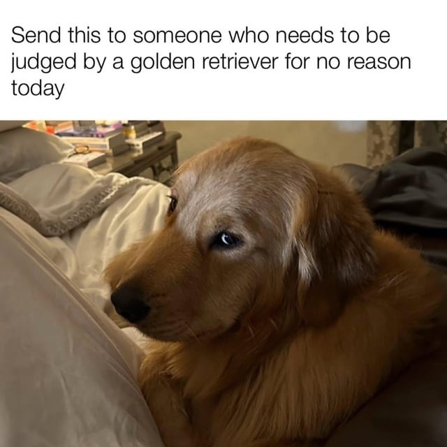 Send this to someone who needs to be judged by a golden retriever for no reason today