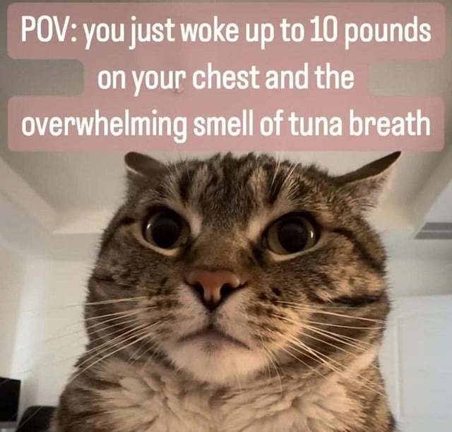 POV: you just woke up to 10 pounds on your chest and the overwhelming smell of tuna breath