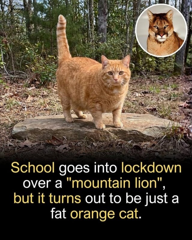 School goes into lockdown over a 