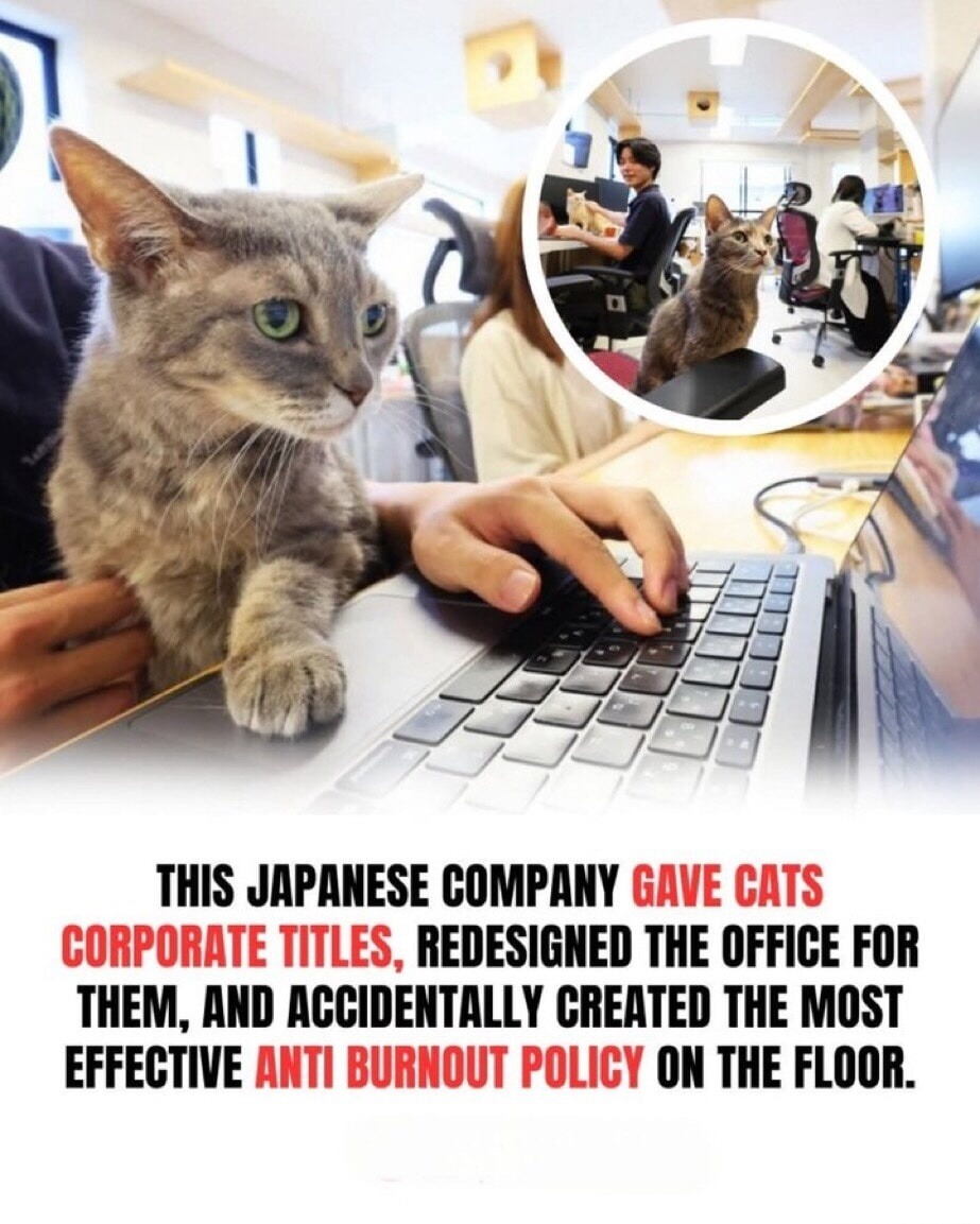This Japanese company gave cats corporate titles, redesigned the office for them, and accidentally created the most effective anti-burnout policy on the floor.