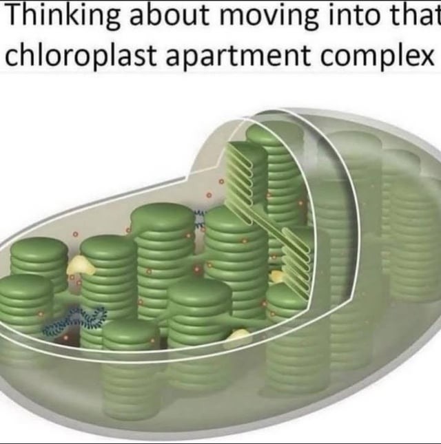 Thinking about moving into that chloroplast apartment complex