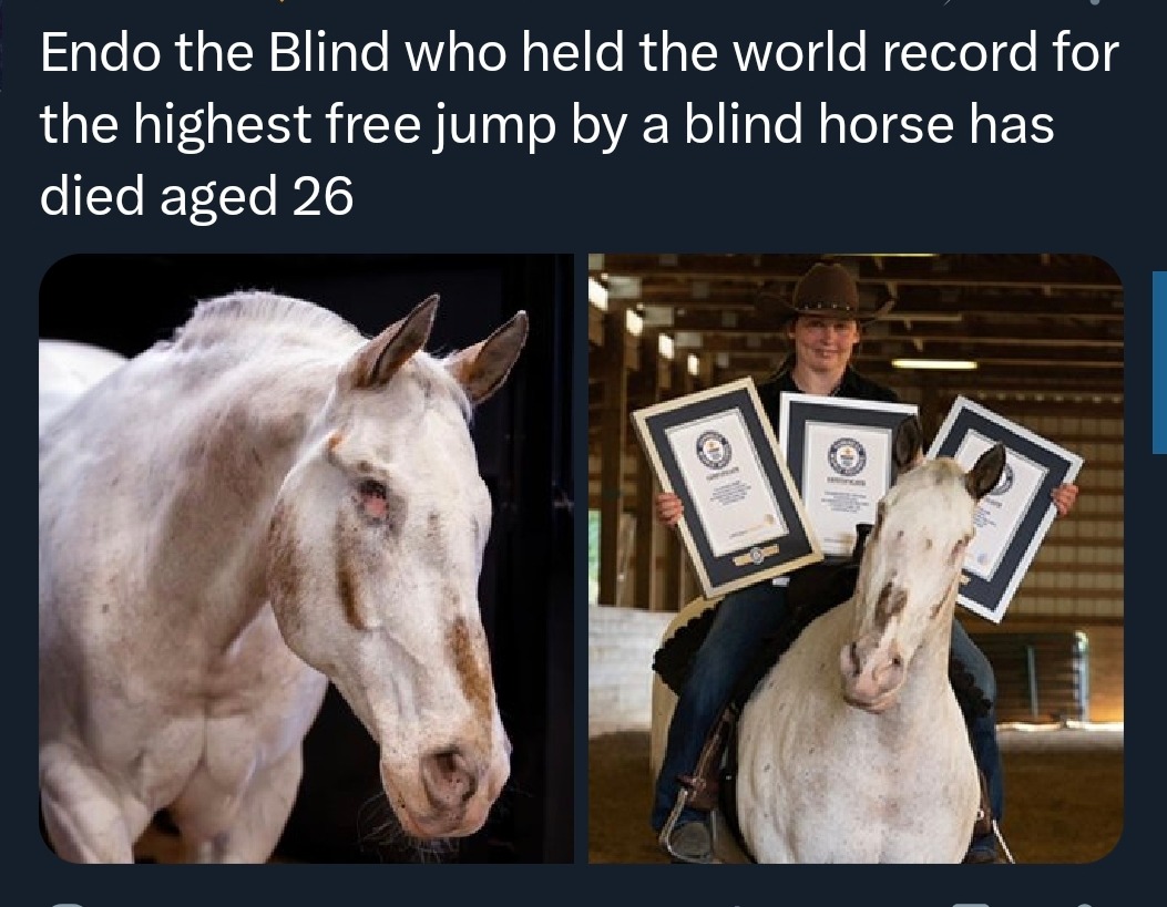 Endo the Blind who held the world record for the highest free jump by a blind horse has died aged 26