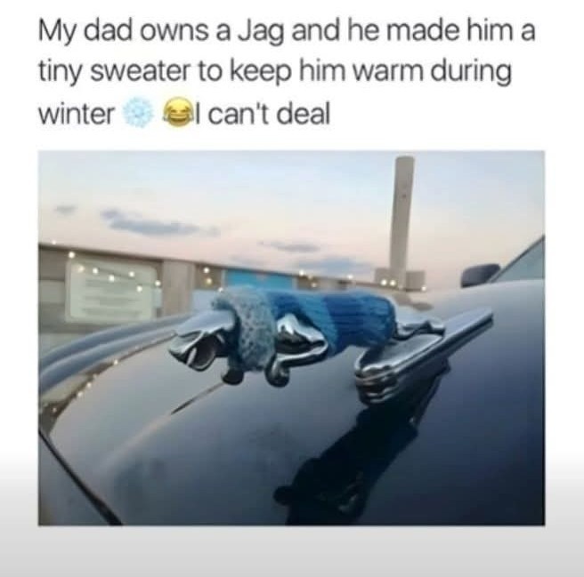 My dad owns a Jag and he made him a tiny sweater to keep him warm during winter ❄️😂 I can't deal