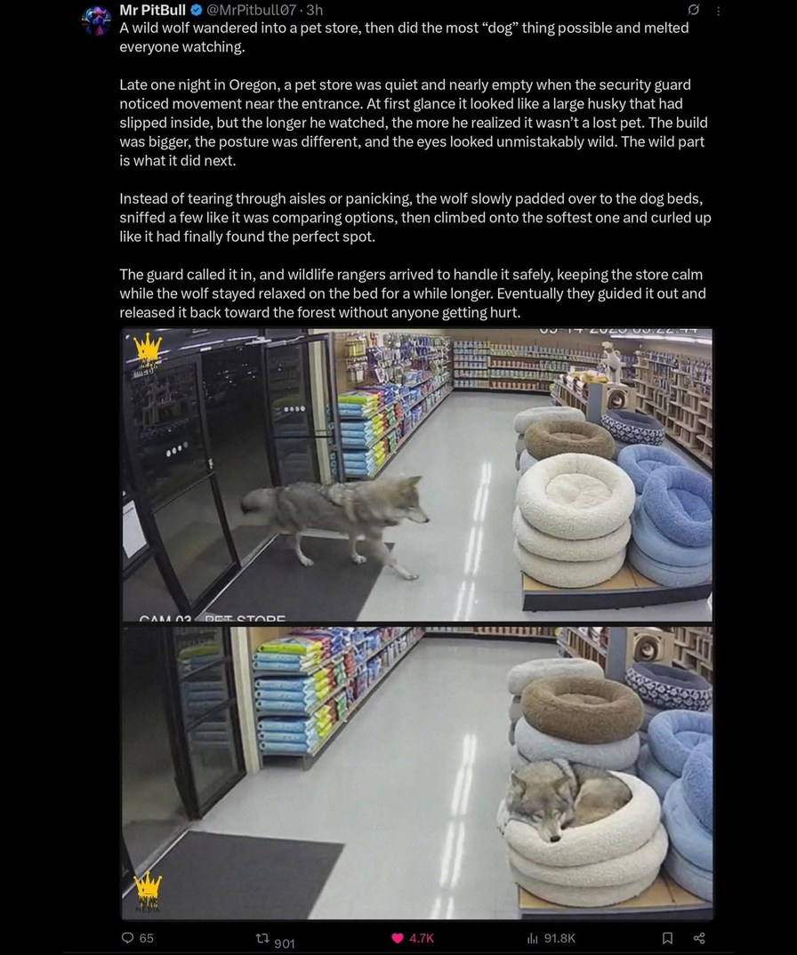 A wild wolf wandered into a pet store, then did the most 