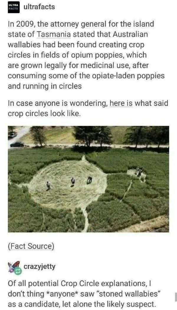 In 2009, the attorney general for the island state of Tasmania stated that Australian wallabies had been found creating crop circles in fields of opium poppies, which are grown legally for medicinal use, after consuming some of the opiate-laden poppies and running in circles. In case anyone is wondering, here is what said crop circles look like. Of