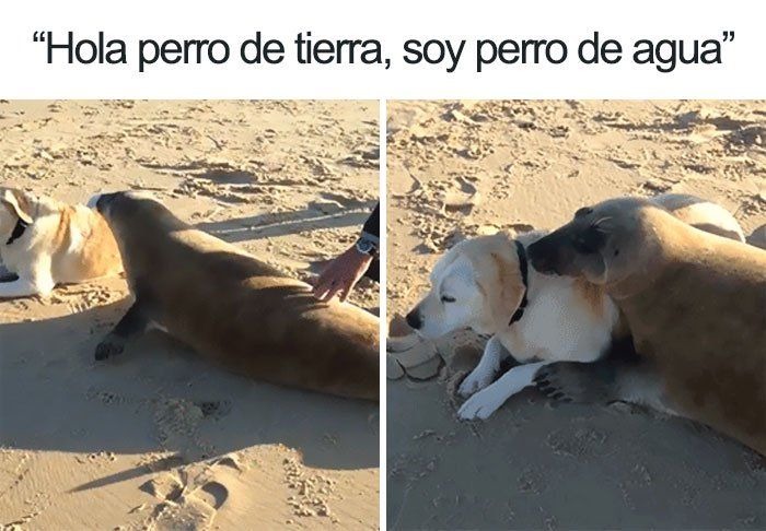 Hola perro de tierra, soy perro de agua
