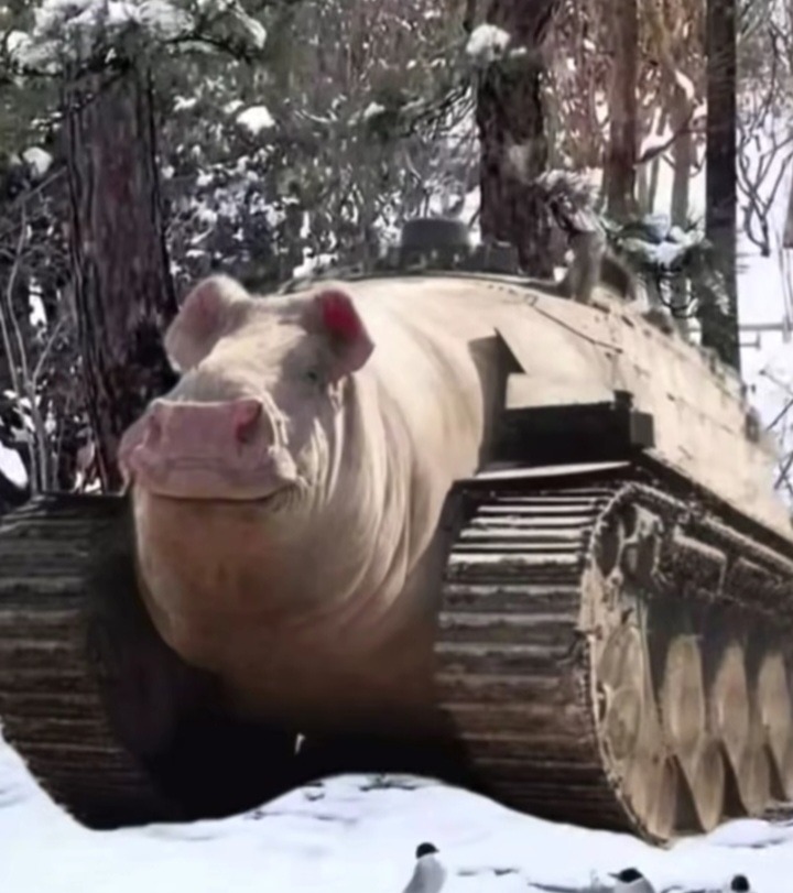 Un cerdo con un tanque en la nieve