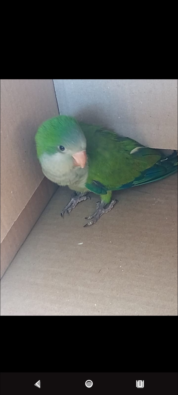 Un pequeño cotorrito