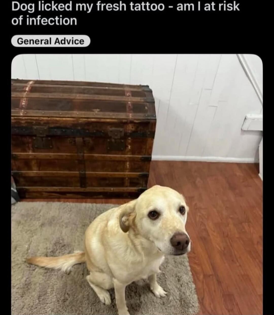 Dog licked my fresh tattoo - am I at risk of infection