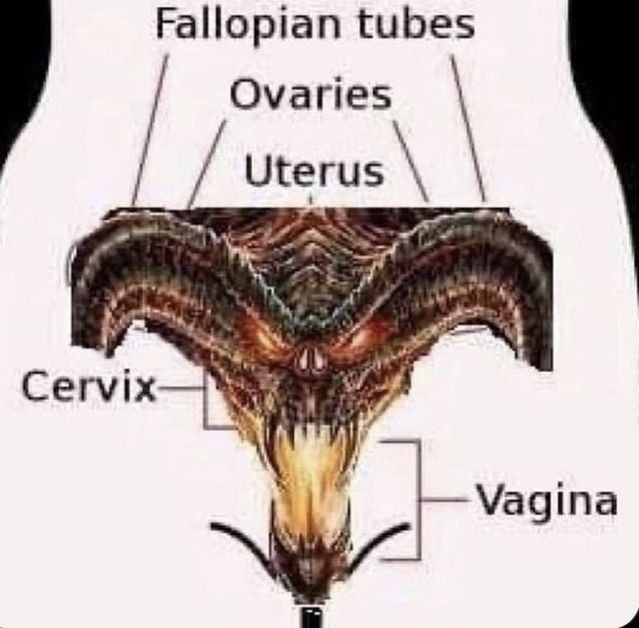 Fallopian tubes Ovaries Uterus Cervix Vagina