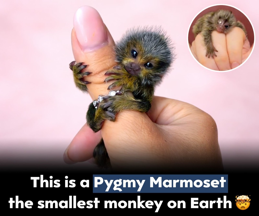 This is a Pygmy Marmoset the smallest monkey on Earth