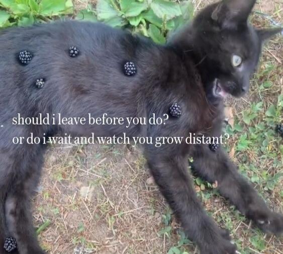 should i leave before you do? or do i wait and watch you grow distant?