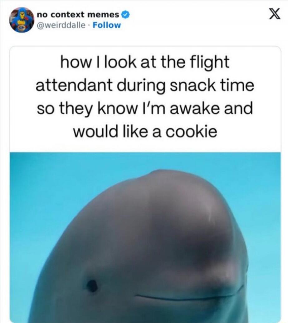 how I look at the flight attendant during snack time so they know I'm awake and would like a cookie