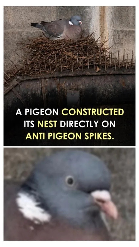 A PIGEON CONSTRUCTED ITS NEST DIRECTLY ON ANTI PIGEON SPIKES.