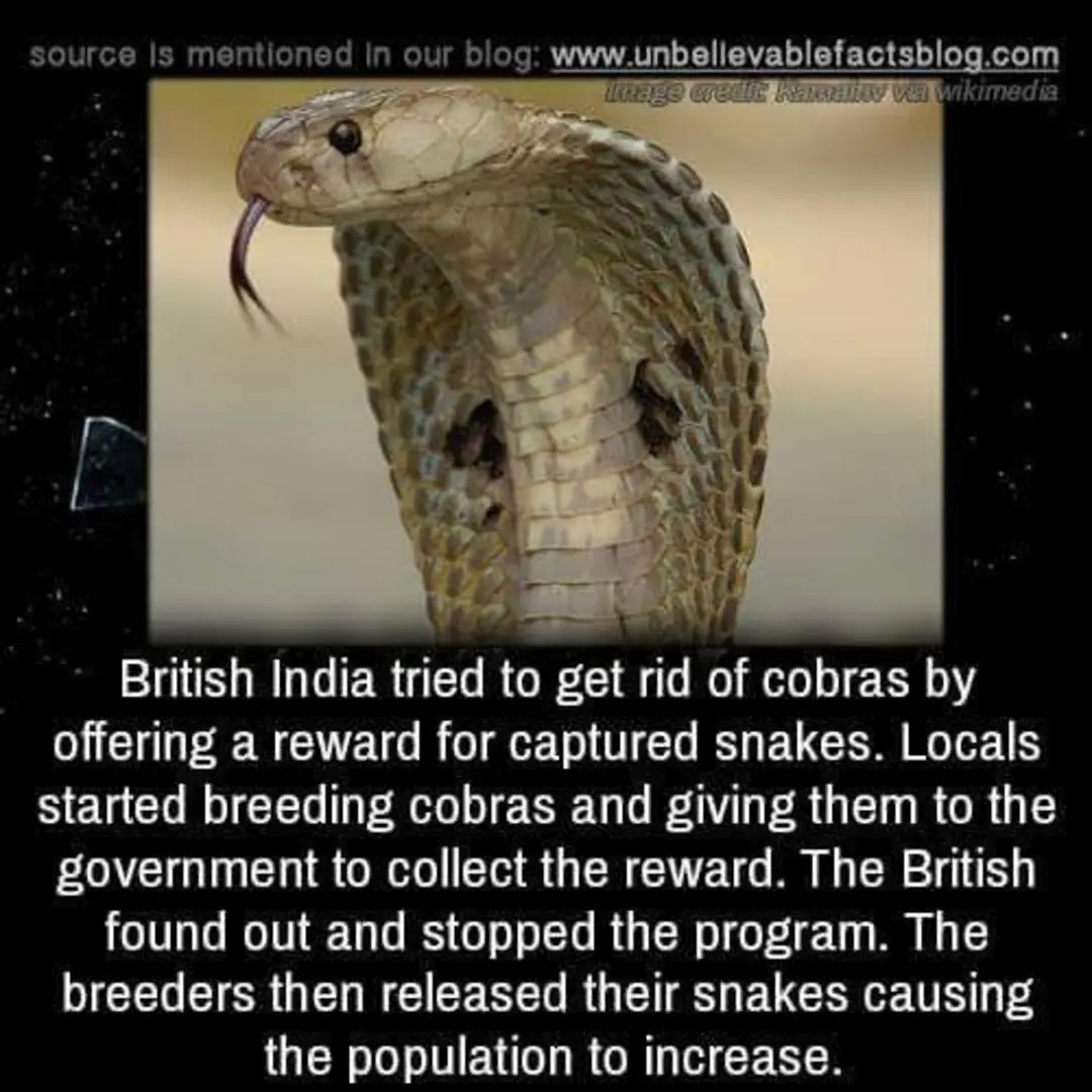 British India tried to get rid of cobras by offering a reward for captured snakes. Locals started breeding cobras and giving them to the government to collect the reward. The British found out and stopped the program. The breeders then released their snakes causing the population to increase.