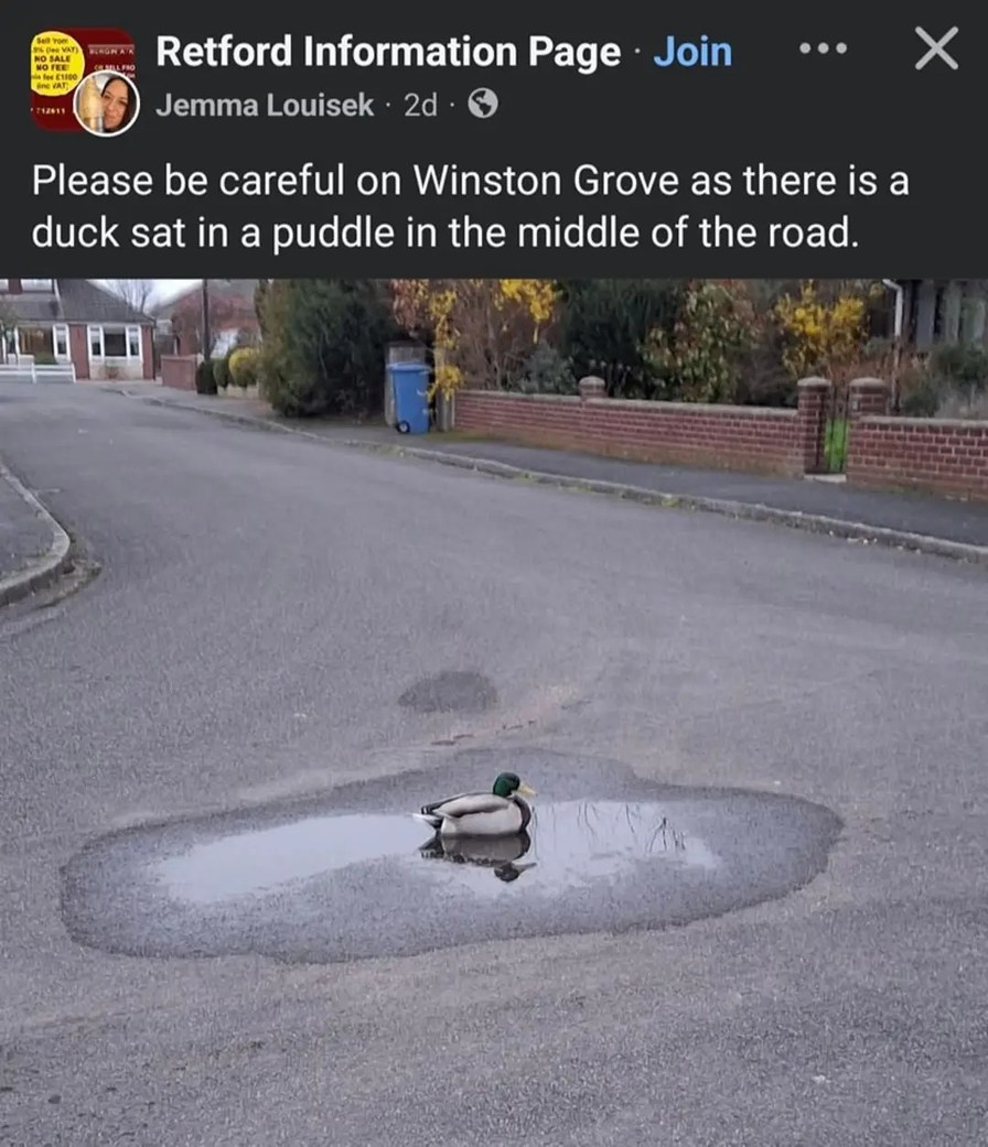 Please be careful on Winston Grove as there is a duck sat in a puddle in the middle of the road.