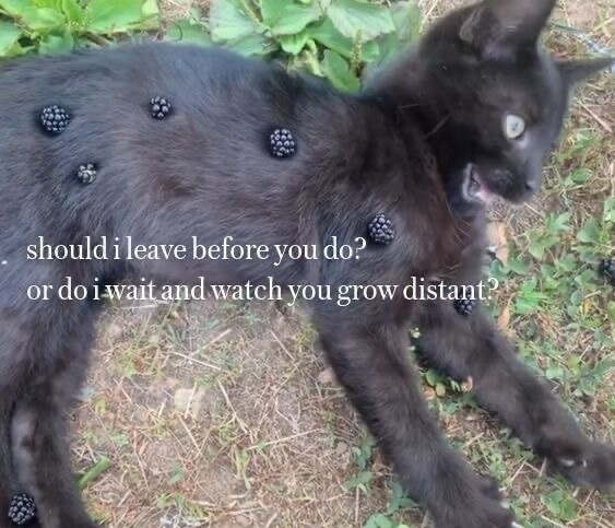 should i leave before you do?
or do i wait and watch you grow distant?