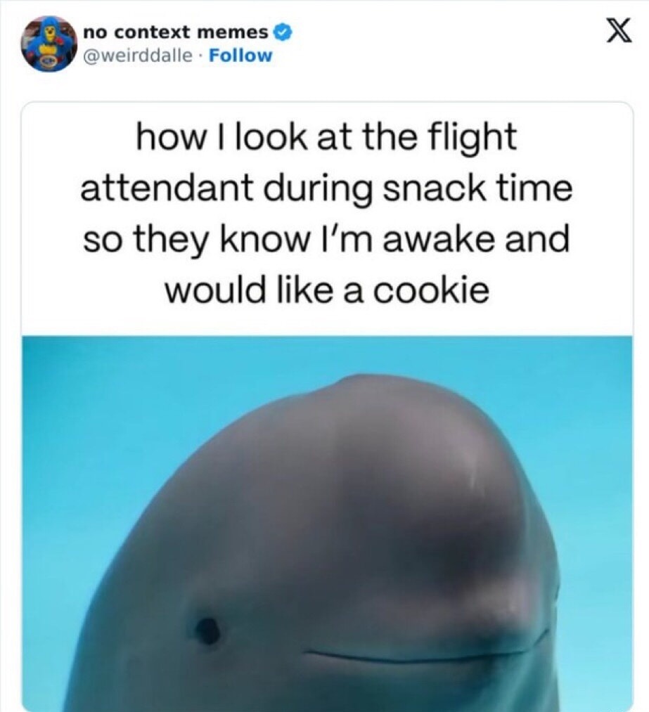 how I look at the flight attendant during snack time so they know I'm awake and would like a cookie