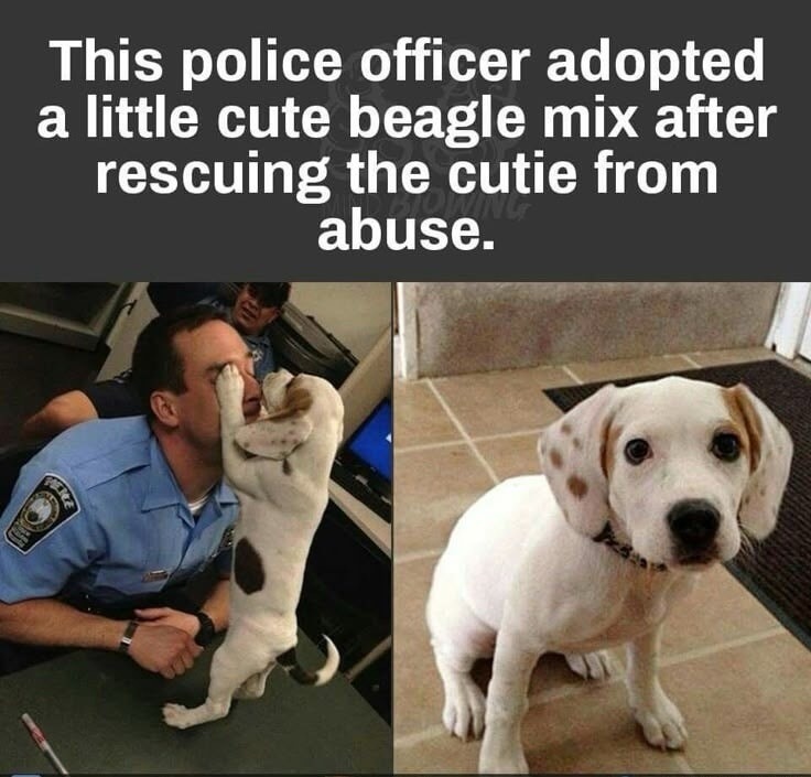 This police officer adopted a little cute beagle mix after rescuing the cutie from abuse.