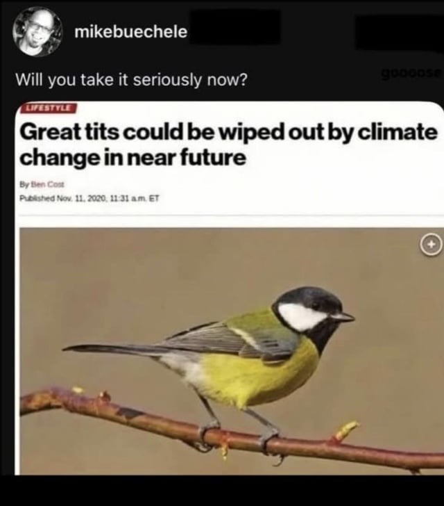 Will you take it seriously now? Great tits could be wiped out by climate change in near future