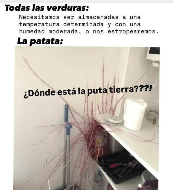 Todas las verduras:
Necesitamos ser almacenadas a una temperatura determinada y con una humedad moderada, o nos estropearemos.
La patata:
¿Dónde está la puta tierra????