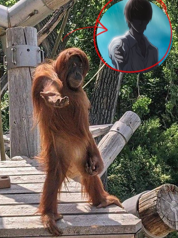 El orangután parece estar señalando o invitando a alguien a acercarse, mientras que en el círculo superior derecho se ve una silueta de un personaje de anime apuntando con el dedo índice.