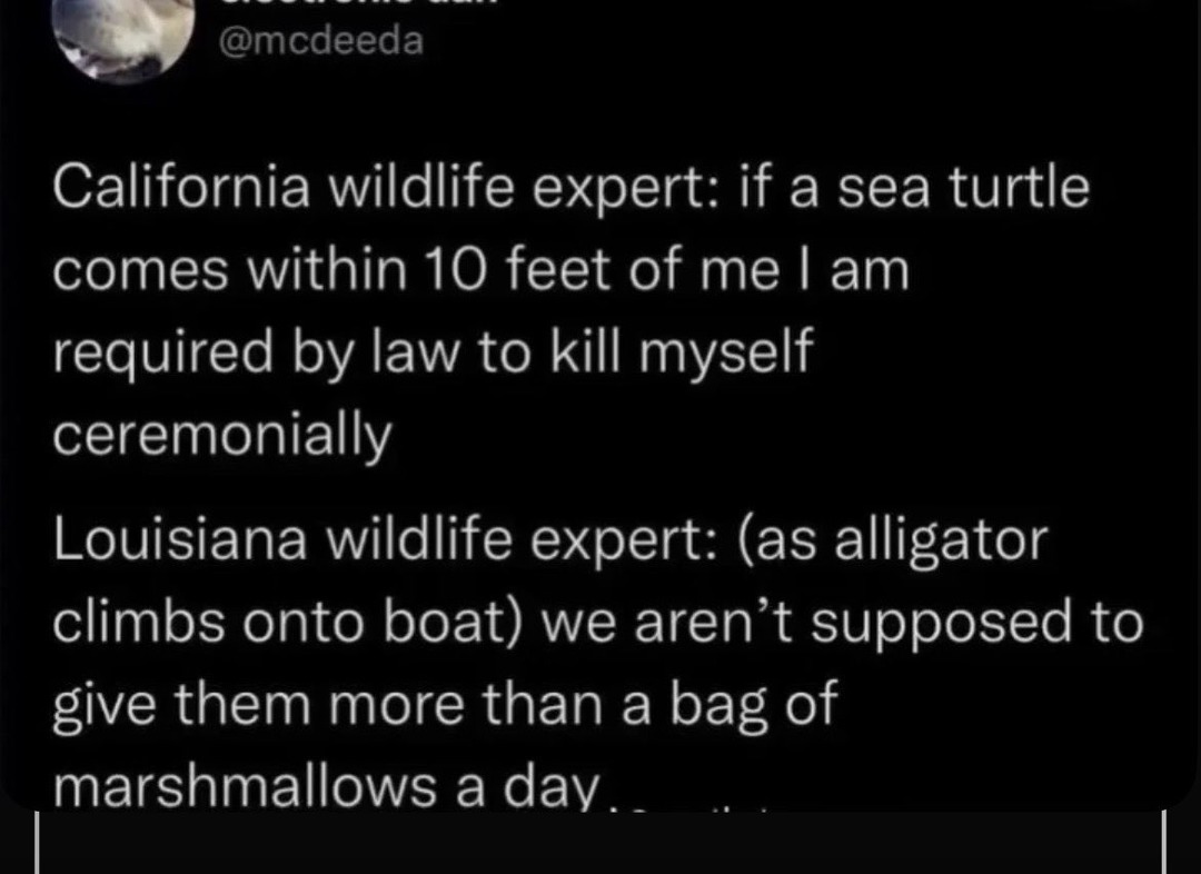 California wildlife expert: if a sea turtle comes within 10 feet of me I am required by law to kill myself ceremonially
Louisiana wildlife expert: (as alligator climbs onto boat) we aren't supposed to give them more than a bag of marshmallows a day..