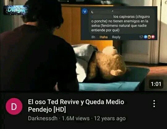 los capivaras (chigüiro o ponche) no tienen enemigos en la selva (fenómeno natural que nadie entiende por qué)
8h Haha Reply 17