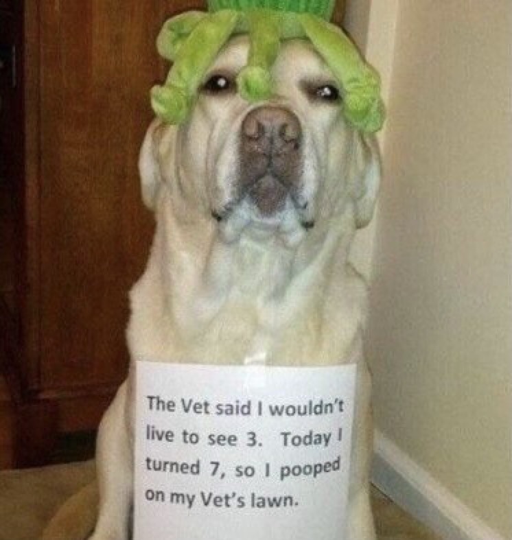 The Vet said I wouldn't live to see 3. Today I turned 7, so I pooped on my Vet's lawn.