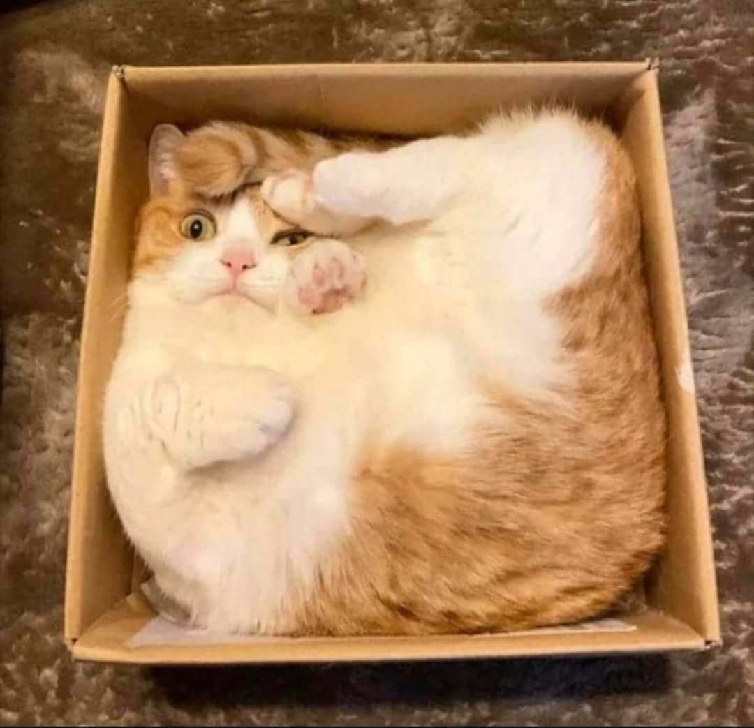 A cat is lying in a box, looking surprised.