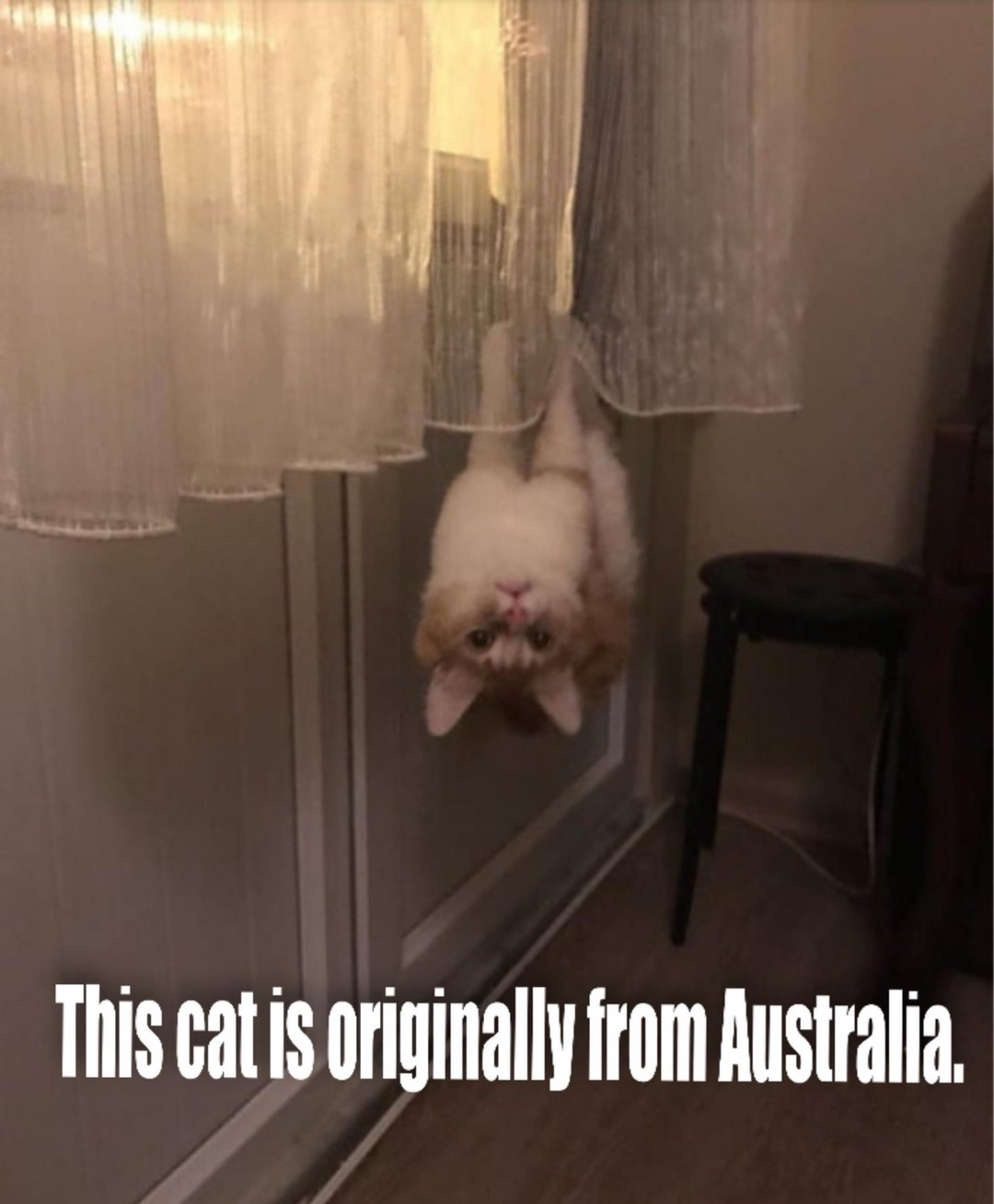 This cat is originally from Australia.