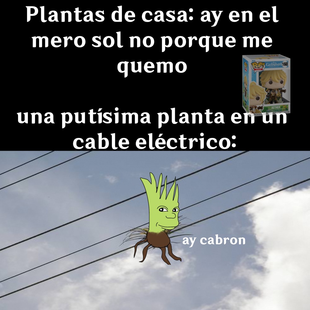 Plantas de casa: ay en el mero sol no porque me quemo
una putísima planta en un cable eléctrico:
ay cabron