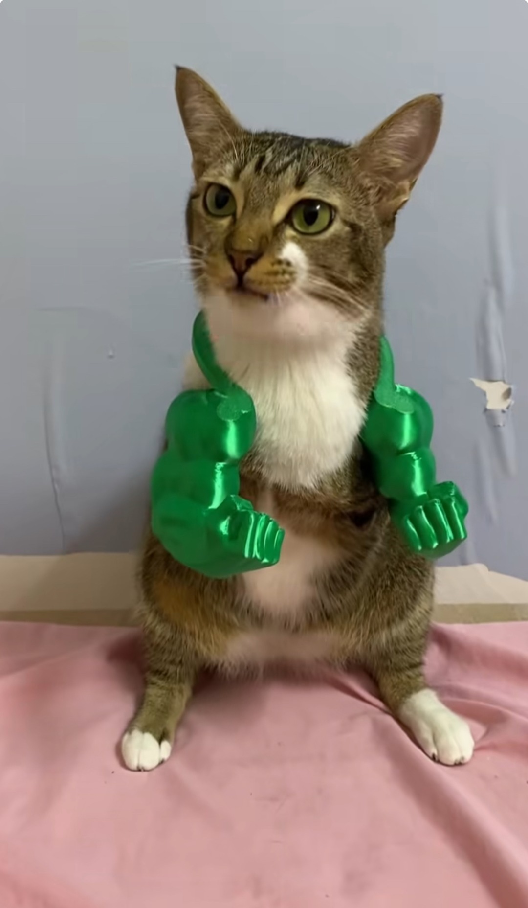 gato con brazos de hulk