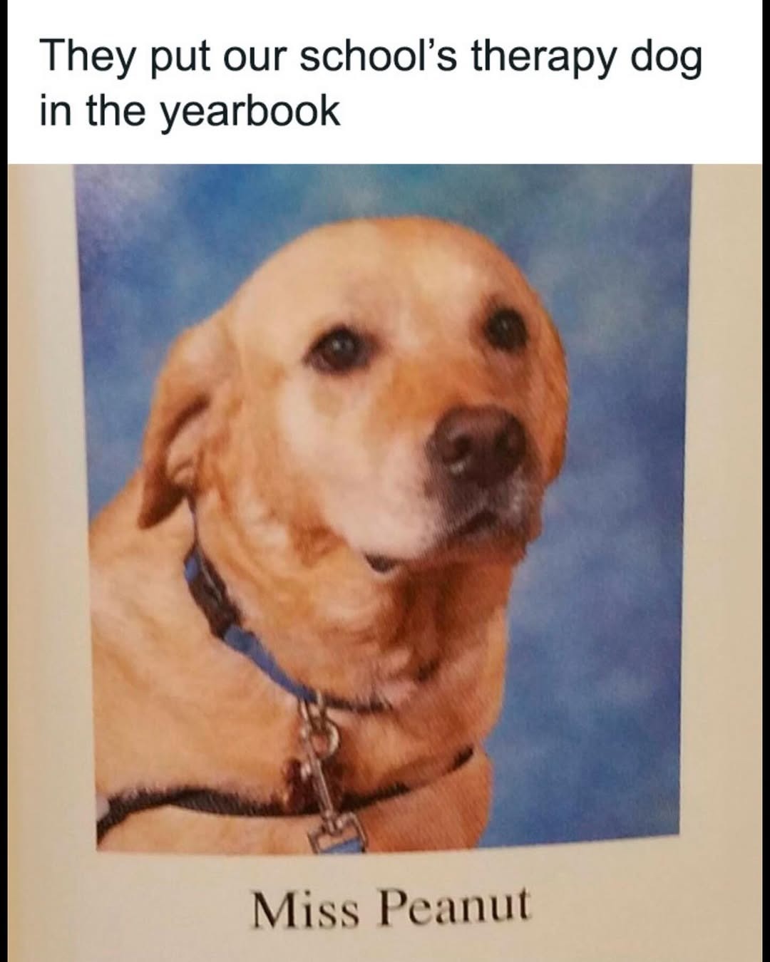 They put our school's therapy dog in the yearbook Miss Peanut